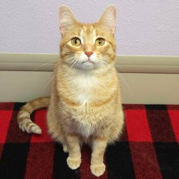 Trillion -  Tabby Cat for Adoption in Marshfield, Wisconsin - Trillion | PetCurious