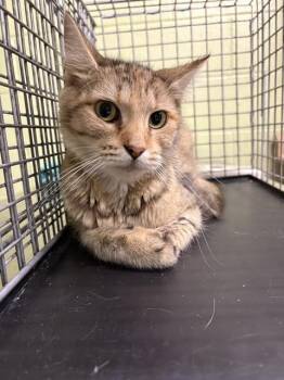 Rescue Domestic Short Hair Cats for Adoption in Indianapolis, Indiana - AURORA | PetCurious