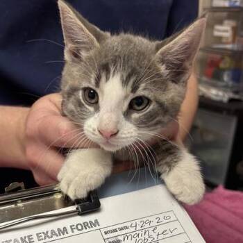 Domestic Short Hair Cats Available for Adoption in Tempe, Arizona - Maine Lobster | PetCurious