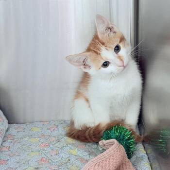 Boots -  Domestic Short Hair Cat for Adoption in Las Vegas, Nevada - Boots | PetCurious