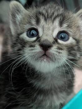Primrose -  Tabby Cat for Adoption in San Antonio, Texas - Primrose | PetCurious