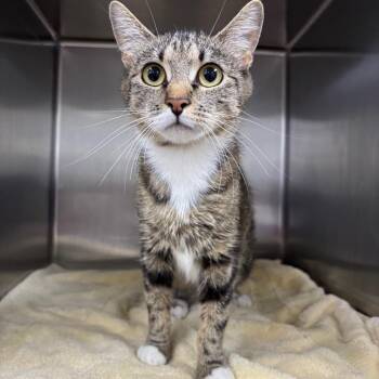 Morel -  Domestic Short Hair Cat for Adoption in Spokane, Washington - Morel | PetCurious