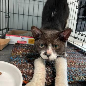 Frito Lay -  Domestic Short Hair Cat for Adoption in Des Moines, Iowa - Frito Lay | PetCurious