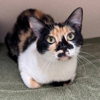 Splotch -  American Shorthair Cat for Adoption in Hackensack, Minnesota - Splotch | PetCurious