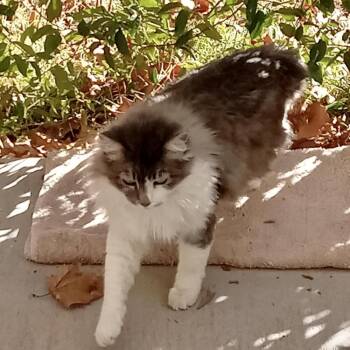 Rescue Norwegian Forest Cat Cats for Adoption in Hurricane, Utah - Siya | PetCurious
