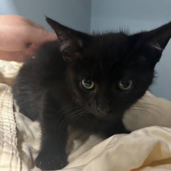 Geep -  Domestic Short Hair Cat for Adoption in Chattanooga, Tennessee - Geep | PetCurious