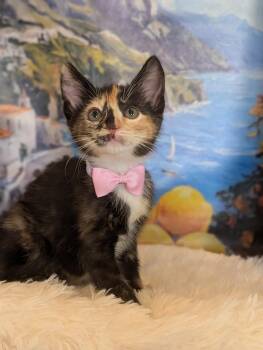 Hana -  Calico and Domestic Short Hair Cat for Adoption in Fremont, California - Hana | PetCurious