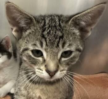 Ghost -  Domestic Short Hair Cat for Adoption in Walnut Creek, California - Ghost | PetCurious