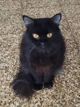 Siberian Cats Available for Adoption - Samer | PetCurious