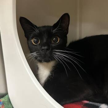 Stax -  Domestic Short Hair Cat for Adoption in Titusville, Florida - Stax | PetCurious