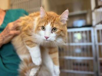 MAJESTY -  Domestic Short Hair Cat for Adoption in Frisco, Colorado - MAJESTY | PetCurious