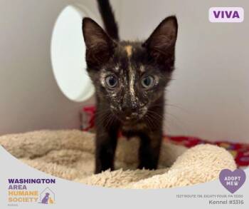 Viva -  Domestic Long Hair Cat for Adoption in Eighty Four, Pennsylvania - Viva | PetCurious
