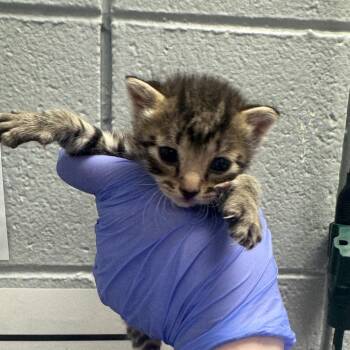 Latte -  Domestic Short Hair Cat for Adoption in West Olive, Michigan - Latte | PetCurious
