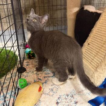 Pudding -  Domestic Short Hair Cat for Adoption in Thomaston, Connecticut - Pudding | PetCurious