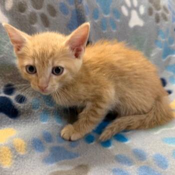 Annikin -  Domestic Short Hair Cat for Adoption in Lewisville, Texas - Annikin | PetCurious