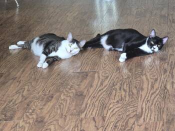 Cookie & Cupcake -  Domestic Short Hair Cat for Adoption in Pompano Beach, Florida - Cookie & Cupcake | PetCurious