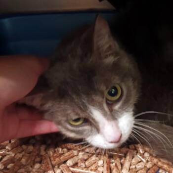 Domestic Short Hair Cats Available for Adoption in Olean, New York - Kili | PetCurious