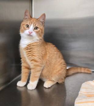 Domestic Short Hair Cats Available for Adoption - Frosty  | PetCurious