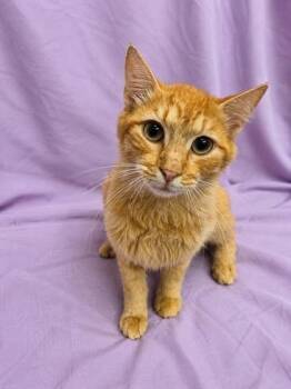 Millard -  Domestic Medium Hair Cat for Adoption in Raleigh, North Carolina - Millard | PetCurious