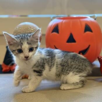 Rescue Domestic Short Hair Cats for Adoption in Austin, Texas - Greta Garbo 23 | PetCurious