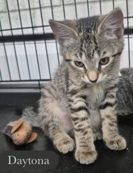Daytona -  Domestic Short Hair Cat for Adoption in Chalfont, Pennsylvania - Daytona | PetCurious