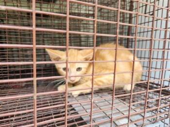 A658740 -  Domestic Short Hair Cat for Adoption in Houston, Texas - A658740 | PetCurious