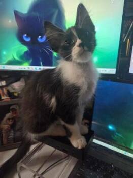 Starburst -  Tabby Cat for Adoption in Plano, Texas - Starburst | PetCurious