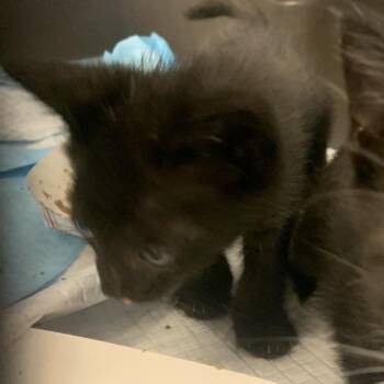 Rune -  Domestic Short Hair Cat for Adoption in West Palm Beach, Florida - Rune | PetCurious