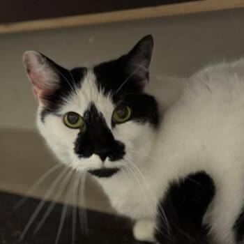 Tiki -  Domestic Short Hair Cat for Adoption in West Olive, Michigan - Tiki | PetCurious