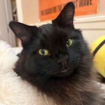 Domestic Long Hair Cats Available for Adoption - Rocky | PetCurious