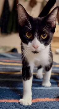 BUCKY -  Domestic Short Hair Cat for Adoption in Broomfield, Colorado - BUCKY | PetCurious