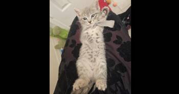 Jiraya -  Domestic Long Hair Cat for Adoption in Virginia Beach, Virginia - Jiraya | PetCurious