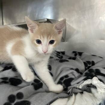 August -  Domestic Short Hair Cat for Adoption in San Jacinto, California - August | PetCurious