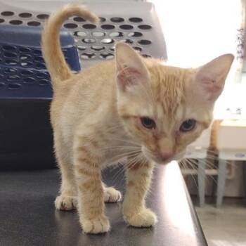 Leo -  Domestic Short Hair Cat for Adoption in Kansas City, Missouri - Leo | PetCurious