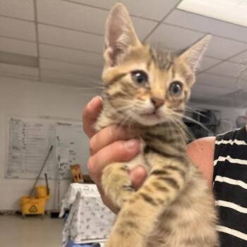 Deena-C -  Domestic Short Hair Cat for Adoption in East St. Louis, Illinois - Deena-C | PetCurious
