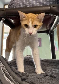 Domestic Short Hair Cats Available for Adoption in Eagle, Colorado - Ginger | PetCurious