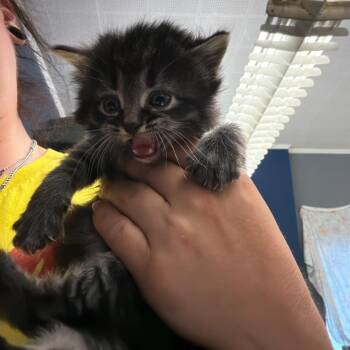 Domestic Long Hair Cats Available for Adoption in Summerlee, West Virginia - Taylor | PetCurious