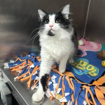 NCI5653 Stephanie -  Domestic Long Hair Cat for Adoption in Port Washington, New York - NCI5653 Stephanie | PetCurious