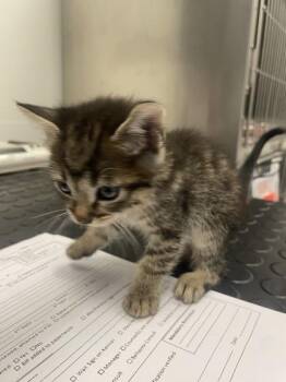 Baby Corn -  Domestic Short Hair Cat for Adoption in Roseville, California - Baby Corn | PetCurious
