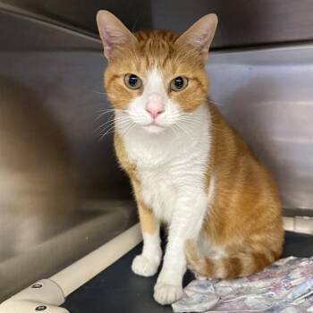MERLIN -  Domestic Short Hair Cat for Adoption in Las Vegas, Nevada - MERLIN | PetCurious