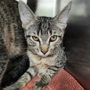 Dahlia -  Domestic Short Hair Cat for Adoption in Ballston Spa, New York - Dahlia | PetCurious