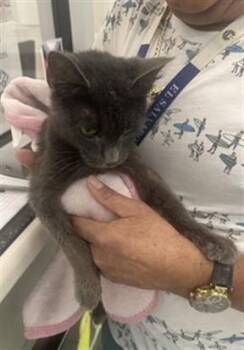 RECKON -  Domestic Short Hair Cat for Adoption in Derwood, Maryland - RECKON | PetCurious