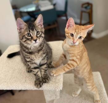 Kittens - Theo & Ravi -  Domestic Short Hair Cat for Adoption in Brantford, Ontario - Kittens - Theo & Ravi | PetCurious