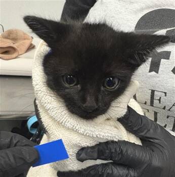 A883184 -  Domestic Short Hair Cat for Adoption in Camarillo, California - A883184 | PetCurious