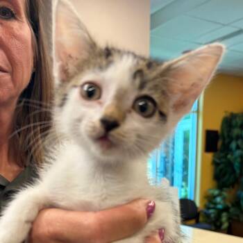 Olive -  Domestic Short Hair Cat for Adoption in Norman, Oklahoma - Olive | PetCurious