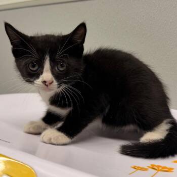 Domestic Short Hair Cats Available for Adoption in Tampa, Florida - Midnight | PetCurious