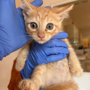 Amor -  Domestic Medium Hair Cat for Adoption in Kanab, Utah - Amor | PetCurious