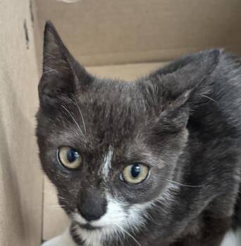 Wilshire -  Domestic Short Hair Cat for Adoption - Wilshire | PetCurious