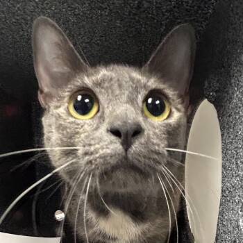 Domestic Short Hair Cats Available for Adoption in Greenville, South Carolina - Lotus | PetCurious