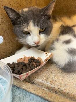 Domestic Short Hair Cats Available for Adoption in Riverside, California - JELLYBEAN | PetCurious